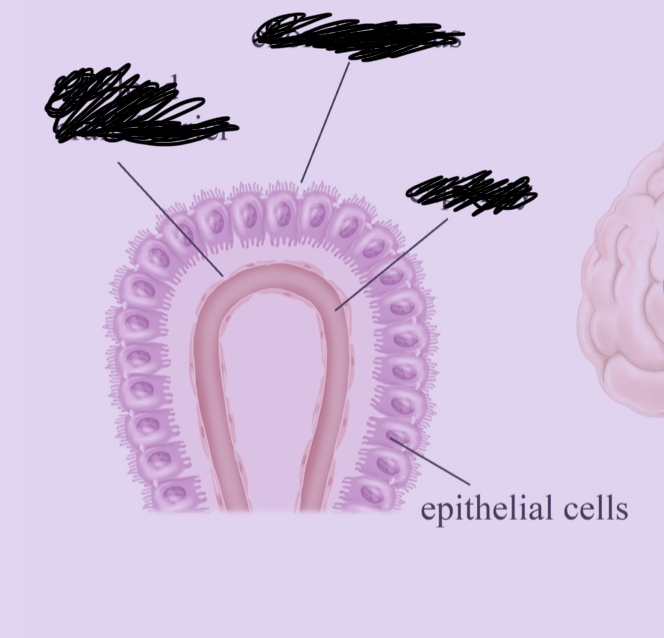 <p>What cell is this?</p>