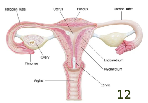 <p>releases estrogen and progesterone</p>