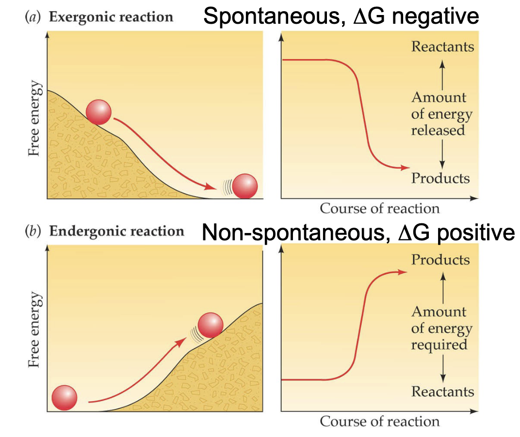 <p>Endergonic reactions are coupled with exergonic reactions → some of the free energy released by exergonic reacions is captured in ATP, which can then drive endergonic reactions</p>