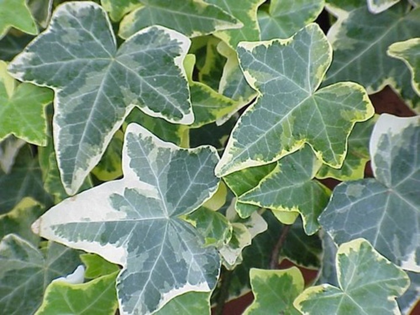 <p>Ground cover</p><p>Vining, Trailing Growth Pattern</p><p>Leaves have 3 main lobes</p><p>Comes in solid green and different variegated patterns</p>