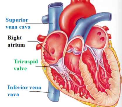 <p><span style="background-color: transparent;"><span>Large veins that return deoxygenated blood from the body into the right atrium</span></span></p>