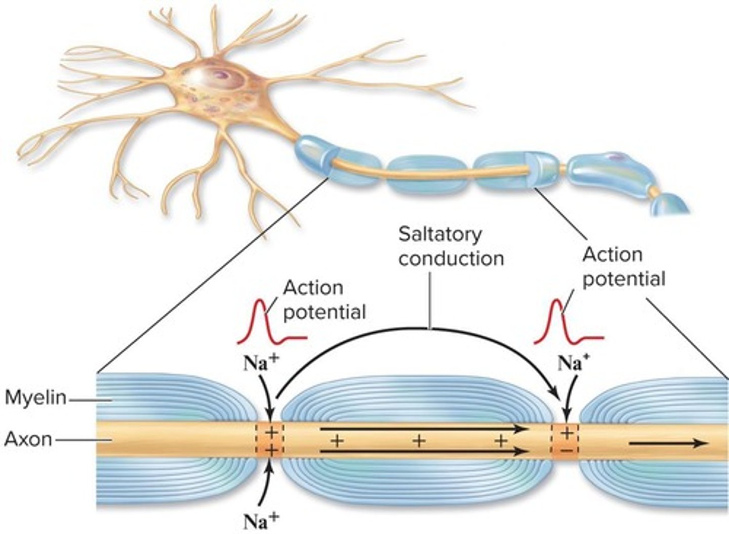 <p>The process where action potentials jump from node to node in myelinated axons.</p>