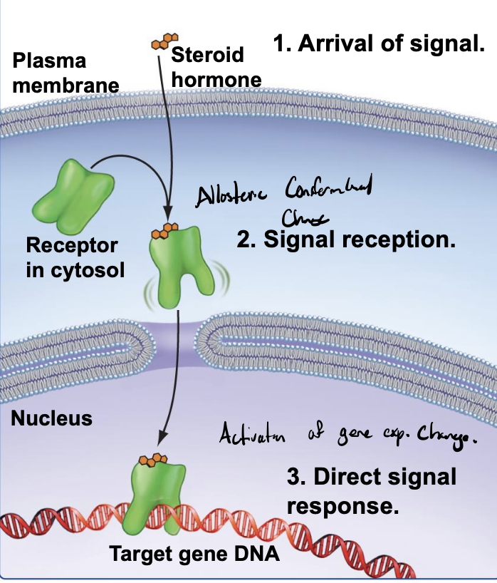 <p>diffuse directly across the membrane and bind to intracellular receptors</p><ul><li><p>signal directly by inducing a conformational change in an intracellular receptor, bringing a change in cell behavior</p></li></ul><p></p>