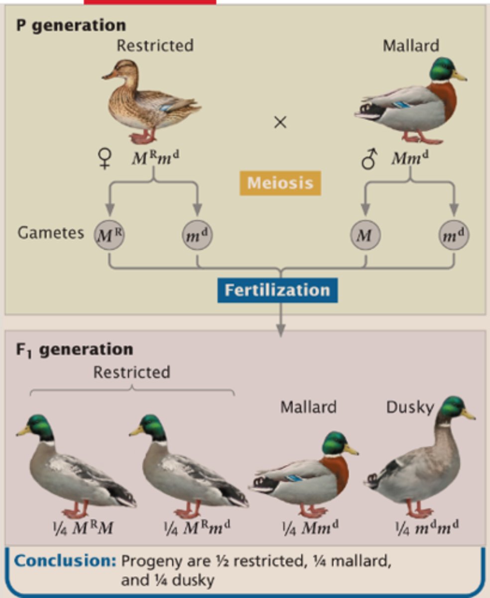<p>Each individual's diploid GENOTYPE still contains 2 alleles</p>