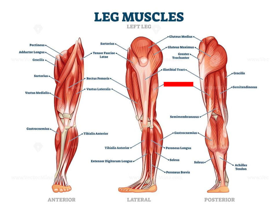 <p>hamstrings</p>