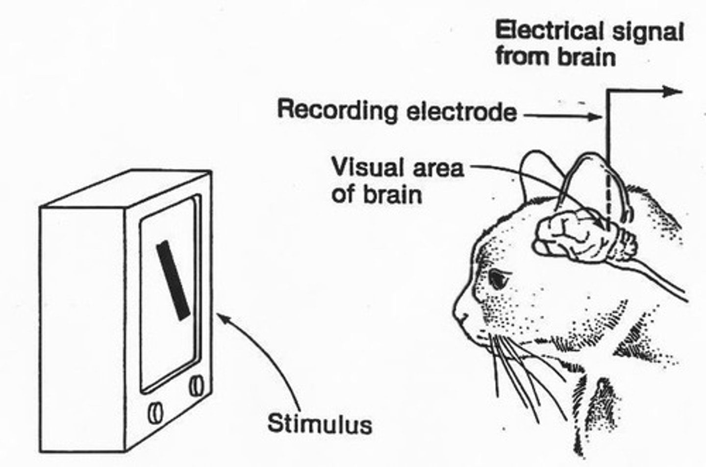 <p>Most V1 neurons respond best to oriented edges rather than just contrast.</p>