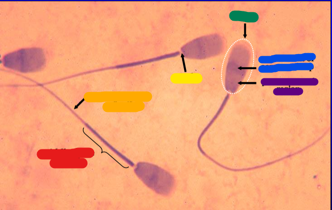 <p>Identify the structure:</p><p>Specie:</p><p>red:</p><p>orange:</p><p>yellow:</p><p>green:</p><p>blue:</p><p>violet:</p>
