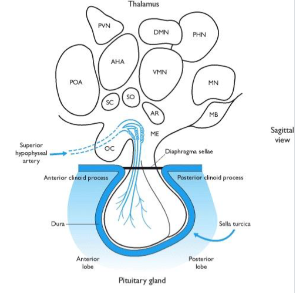 <p>the optic nerve goes through the optic chiasm (OC) and right above it is the suprachiasmatic nucleus (SC)</p><p>visual input gets also sent to the suprachiasmatic nucleus to know the amount of daylight you see per day</p><p>it will work with pineal gland to release appropriate amounts of melatonin to sleep</p>