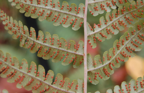 <p>sori on margins, clumping, based from one central rosette</p>