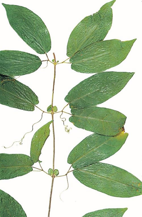 <p>Crossvine scientific name</p>