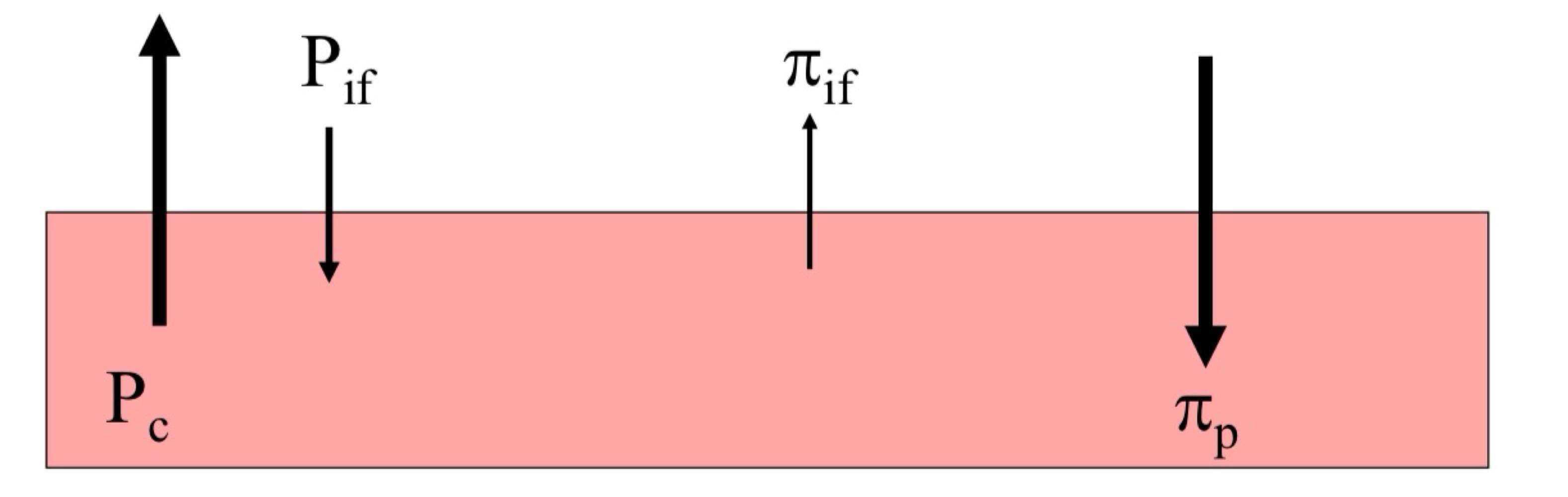 <ul><li><p>Fluid pressure difference between the capillary (Pc) and interstitial fluid (Pif) pushes fluid out </p></li><li><p>Oncoming (colloid osmotic) pressure between the capillary (πp) and interstitial fluid(πif), pulls fluid in. </p></li></ul><p></p>
