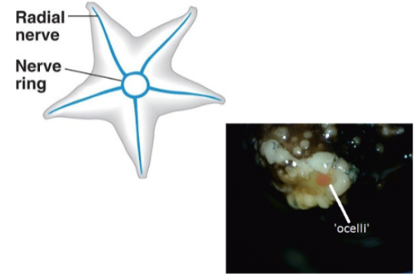 <ul><li><p>nervous system</p><ul><li><p>nerve rings and radial nerves on both oral and aboral sides</p></li></ul></li><li><p>sense organs not well developed</p></li></ul><p></p>