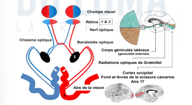 formé par les fibres, lorsque le 3ème neurone traverse le télencéphale par son axone → rejoignent 4ème neurone dans l'aire n°17 de Brodmann (vision) en regard de la scissure calcarine au ni du lobe occipital 