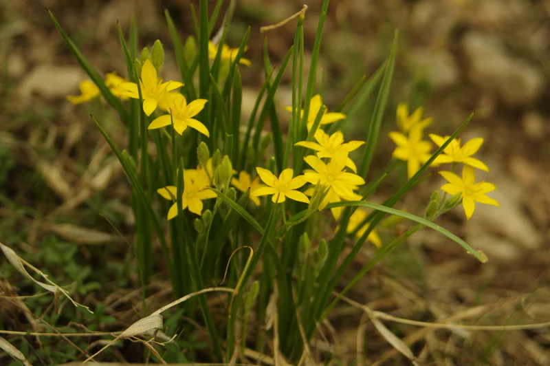 <ul><li><p>native, FACW</p></li><li><p>yellow star flower</p></li></ul>