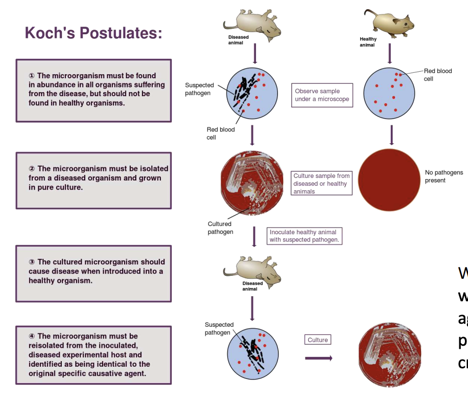 <ol><li><p>The microorganism should be<strong> found in abundance in all organisms suffering from the disease</strong> but should not be found in healthy organisms</p></li><li><p>The microorganism should be<strong> isolated from the diseased organism and grown in pure culture</strong></p></li><li><p>The cultured microorganism should <strong>cause the same disease when inoculated into a healthy organism</strong></p></li><li><p>The microorganism should be <strong>re-isolated from the diseased experimental host and identified as identical to the original specific causative agent</strong><br></p></li></ol><p><em>*While Koch’s postulates were essential for defining many agents of disease, not all pathogenic viruses fulfilled these criteria</em></p>