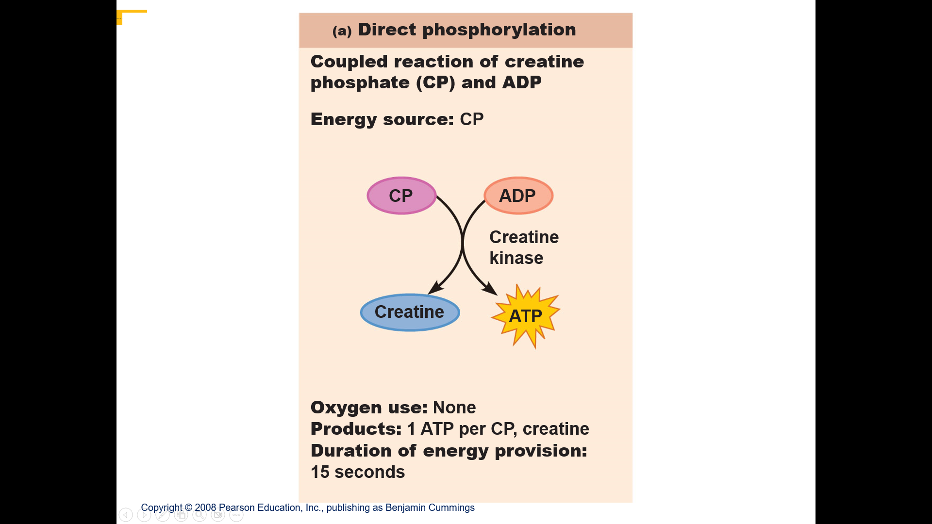 Excess ATP produced during relaxation is used to synthesize creatine phosphate
One of ATP’s high energy phosphate groups is transferred to creatine
Three to six times more plentiful than ATP in sarcoplasm of relaxed muscle fiber
When contraction begins, phosphate transferred back to ADP