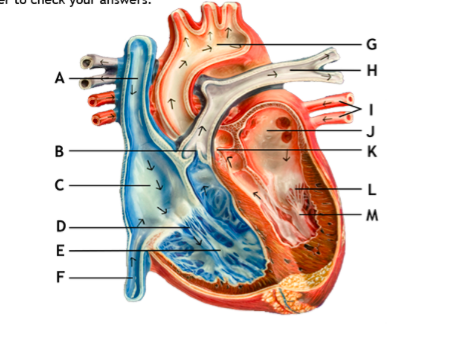 What is letter H?