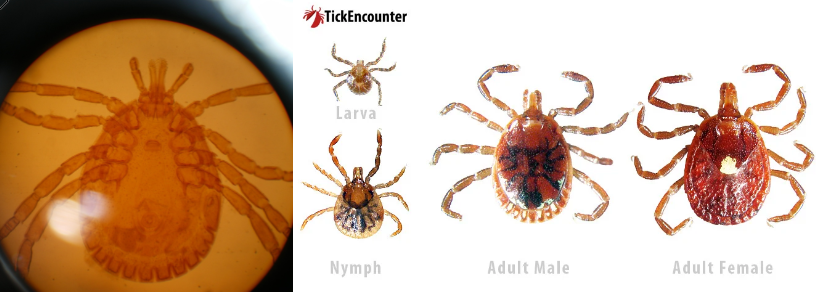 <p><span>Amblyomma americanum/Lone Star - </span>hard tick. can transmit several diseases, including ehrlichiosis + tularemia. alpha-gal meat allergy.</p>