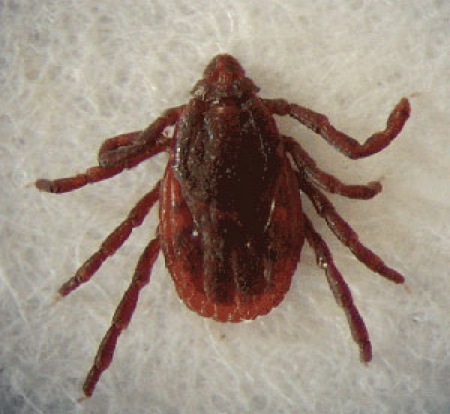 <p>what tick is this</p>