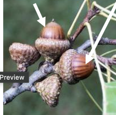 <p>acorn, cap 1/3-1/2 of acorn, striate lines down nut, small</p>