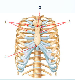 <p>name joint 3.</p>