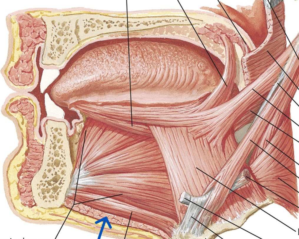 <p>Which anterior muscle of the neck is:</p><ul><li><p>Under chin, inferior to genioglossus</p></li><li><p>Action: elevate hyoid for swallowing</p></li><li><p>Nerve: <span style="color: yellow;">CN V</span></p></li></ul><p></p>