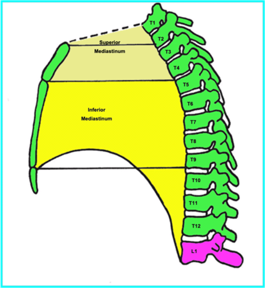 <p>1. Divided into superior and inferior parts by sternal angle plane (manubriosternal joint to T4/5 disc).</p><p>2. Superior mediastinum lies behind manubrium sterni.</p><p>3. Inferior mediastinum lies behind body and xiphoid process of sternum (between sternal angle plane and diaphragm).</p>
