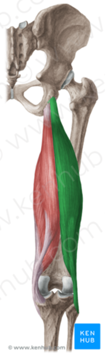 <p>O:</p><p>- bi-articulair caput longum op dorsale zijde van tuber ischiadicum (gemeenschappelijk M. semitendonosus)</p><p>- uni-articulair caput breve tussen beide lippen op onderste derde van de linea aspera</p><p>V: vormt laterale bovenrand van de fossa poplitea</p><p>I: caput fibulae, samen met lig. collaterale fibulare</p><p>W:</p><p>caput longum: in heupgewricht: retroflexie en stabilisatie van bekken (vb. bij anteflexie)</p><p>in kniegewricht: flexie en exorotatie (bij geflexteerde knie)</p><p>caput breve: idem maar geen werking op heup en bekken (enkel knie)</p><p>Inn:</p><p>cl: N. tibialis, tibiaal deel N. ischiadicus (S1-S3)</p><p>cb: N. fibularis, fibulair deel N. ischiadicus (L5-S1,2</p>