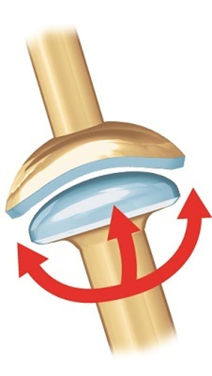 <p>a shallow ball-and-socket joint with limited mobility</p>