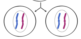 <p>cell splits in two by closing off membrane down cleavage, chromosomes less distinct as they uncoil, returns to interphae</p>