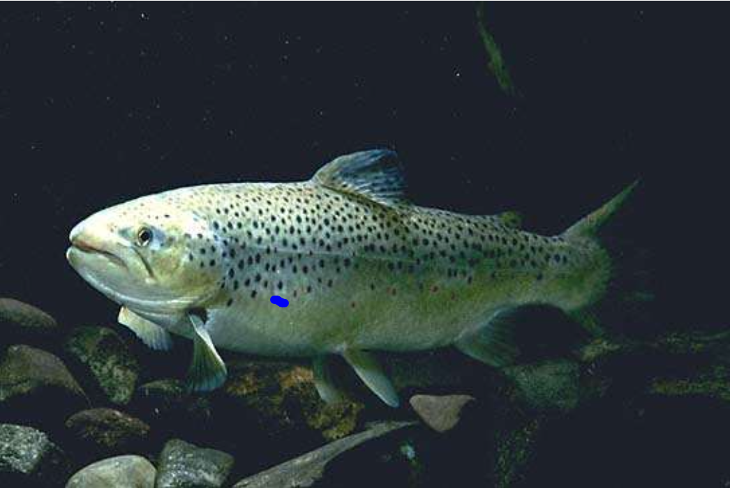 <p>brown trout</p>