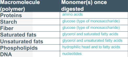 <p>Polymers are broken down into monomers during digestion &amp; absorption in the small intestine. The four major molecules are proteins, fats, nucleic acid, and carbohydrates. </p>