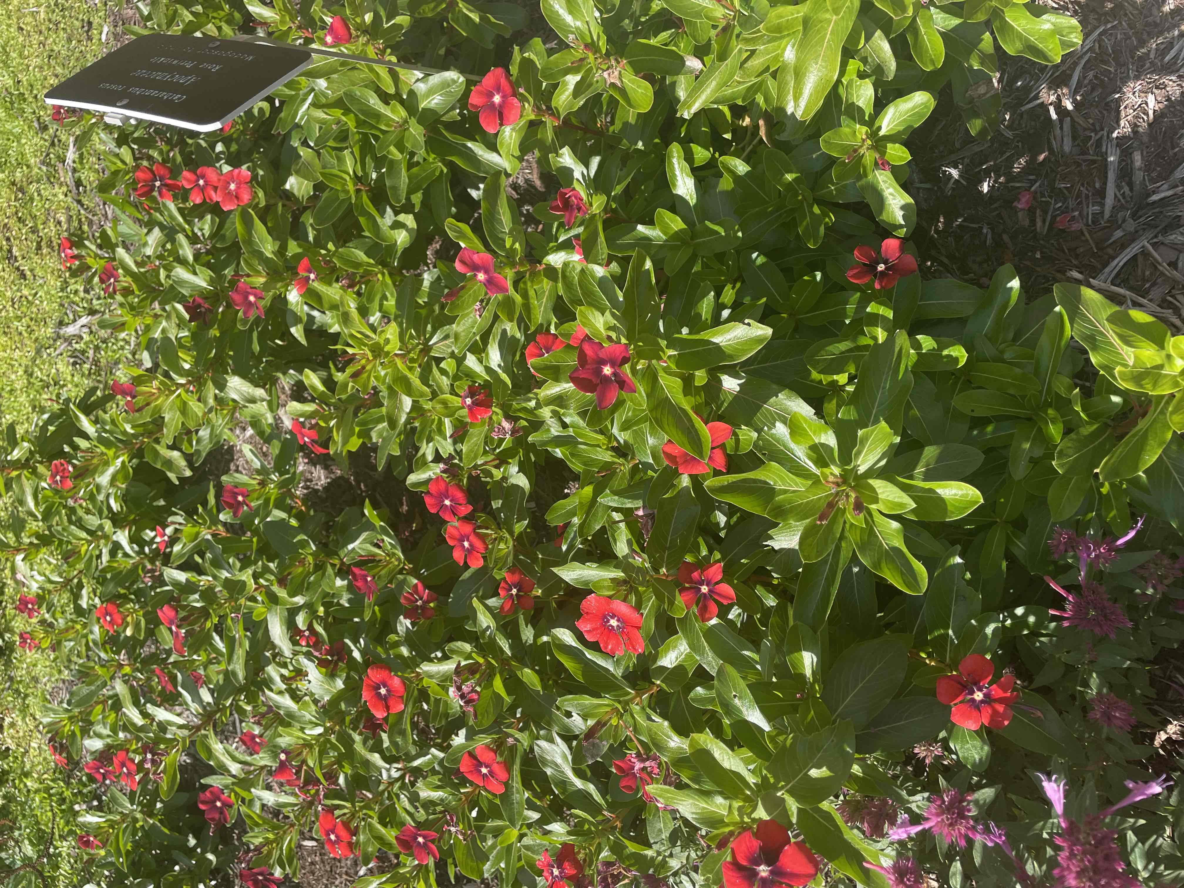 <p>Catharanthus roseus</p>