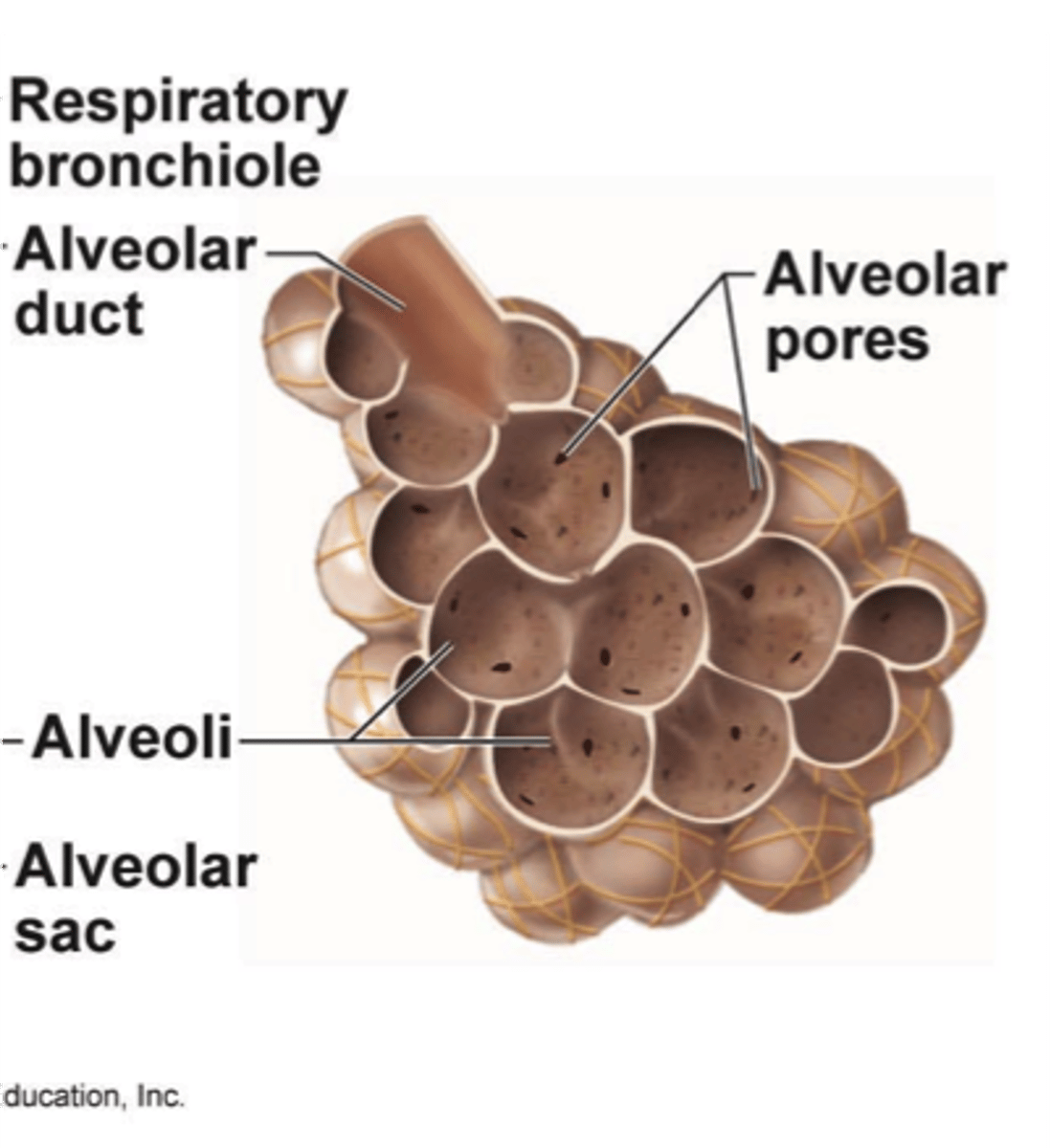 <p>Small opening in the wall of an air sac that permits air to pass from one alveolus to another</p>