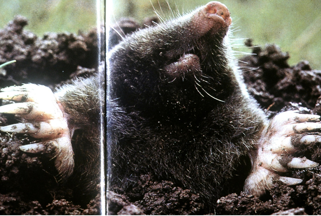 <p>Locomotor adaptation</p>