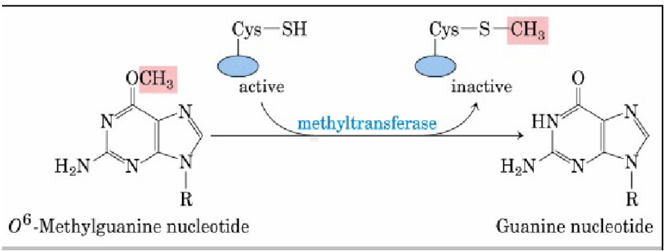 <p><span>DNA repair pathway where the O6-methylguanine-DNA methyltransferase (MGMT) enzyme directly reverses damage by transferring an alkyl group, such as a methyl group, from the damaged O6 position of guanine to its own cysteine residue</span></p><p></p><p><span>*look at pic for visual representation of mechanism</span></p>