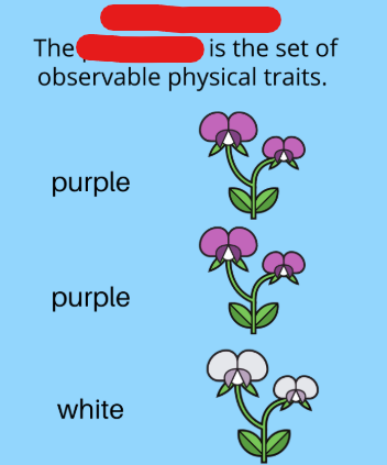 <p>The versions of a gene that is actually expressed in an organism. Differs from genotype in that a person can have a genotype of blue and brown eyes, but their _____ will be brown eyes since it is dominant.</p><p>Basically the set of observable traits in an organism. These can also be affected by the environment around the organism.</p>