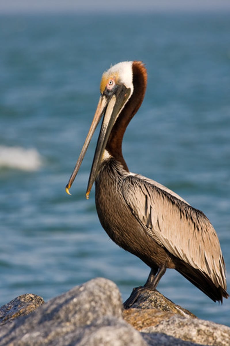 <p>Brown Pelican</p>