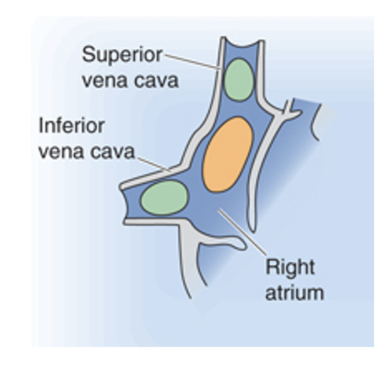 <p>strategic low pressure areas</p><ol><li><p>junctions of atria with their corresponding veins</p></li><li><p>atria themselves</p></li></ol><p><strong>Cardiopulmonary baroreceptors</strong></p><p></p>