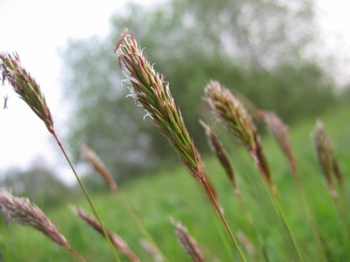 <p>Sweet Vernal Grass</p>