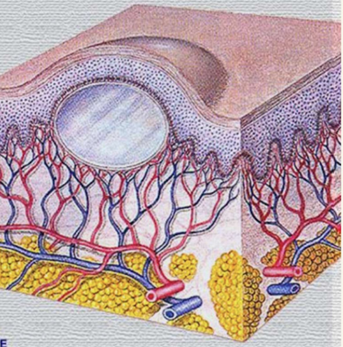 <p>¿lesión?</p><p>¿primaria o secundaria?</p>