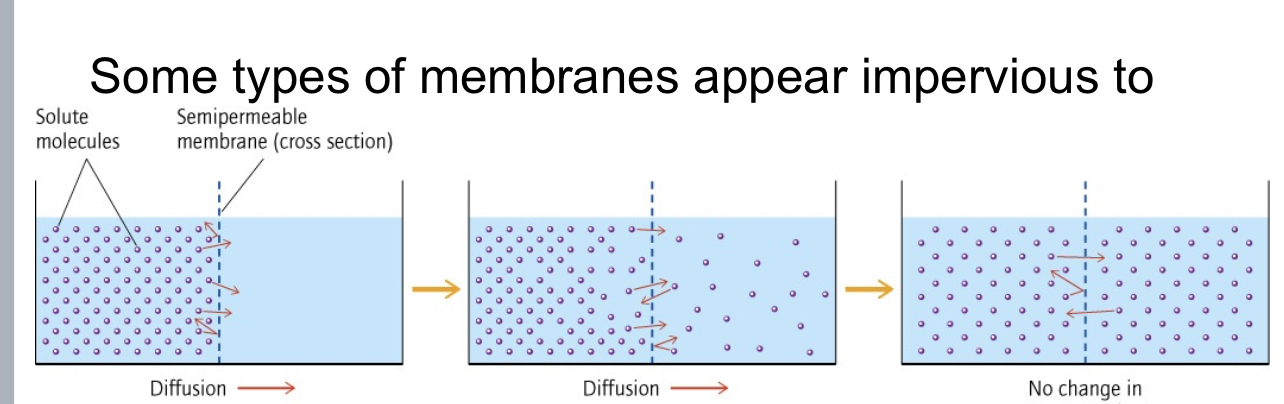 <p><span>Some types of membranes appear impervious to</span></p><p>Solute molecules cannot cross the membrane as<br>they are too large<br>Semipermeable membrane - allows solvent but<br>not solute to diffuse from one side to anothe</p>