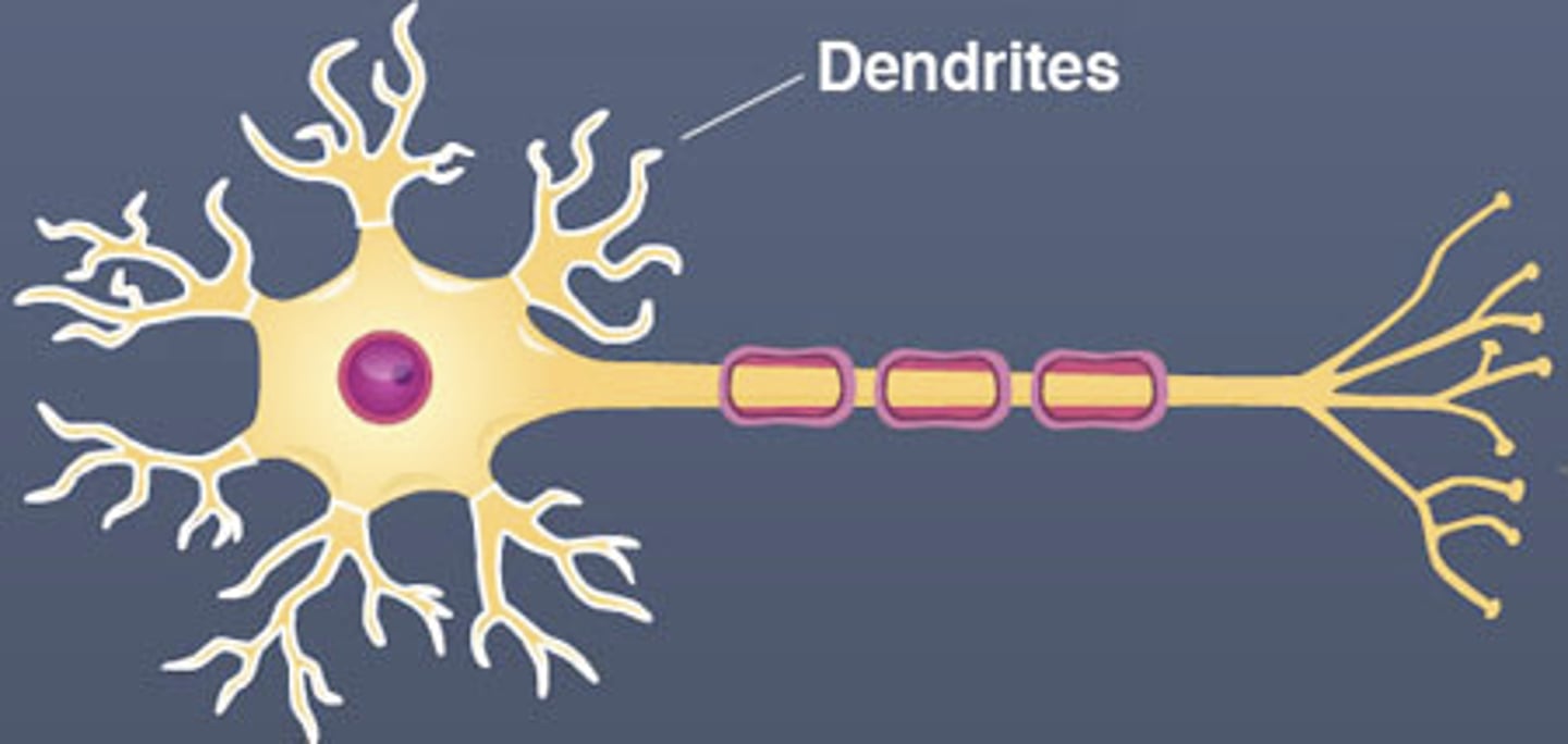 <p>Transmitting electrical impulses towards the cell body.</p>