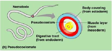 A body cavity that is not completely lined by tissue derived from mesoderm
