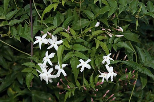 <p>Pink Jasmine [Oleaceae]</p>