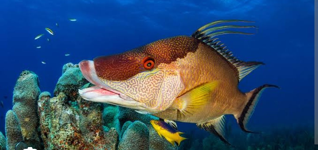 <p class="has-focus">Labridae family</p><p>uses its long snout to search for crustaceans in the sandy ocean floor</p><p class="has-focus">Bright orangeish-red mottled coloring, Wrasse mouth (large jaws and distinctive teeth), males having a deep, dark band from their snout to their first dorsal spine and a black spot behind their pectoral fins, while females and juveniles are usually a paler color.</p>
