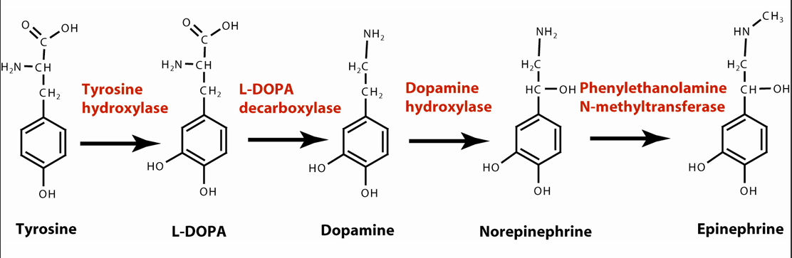 <ul><li><p>type of&nbsp; Biogenic amines</p></li><li><p>Dopamine, norepinephrine (NE), and epinephrine</p></li><li><p>Synthesized from amino acid tyrosine</p></li><li><p>Adrenergic or “working on adrenaline” nerve cells</p></li></ul><p></p>