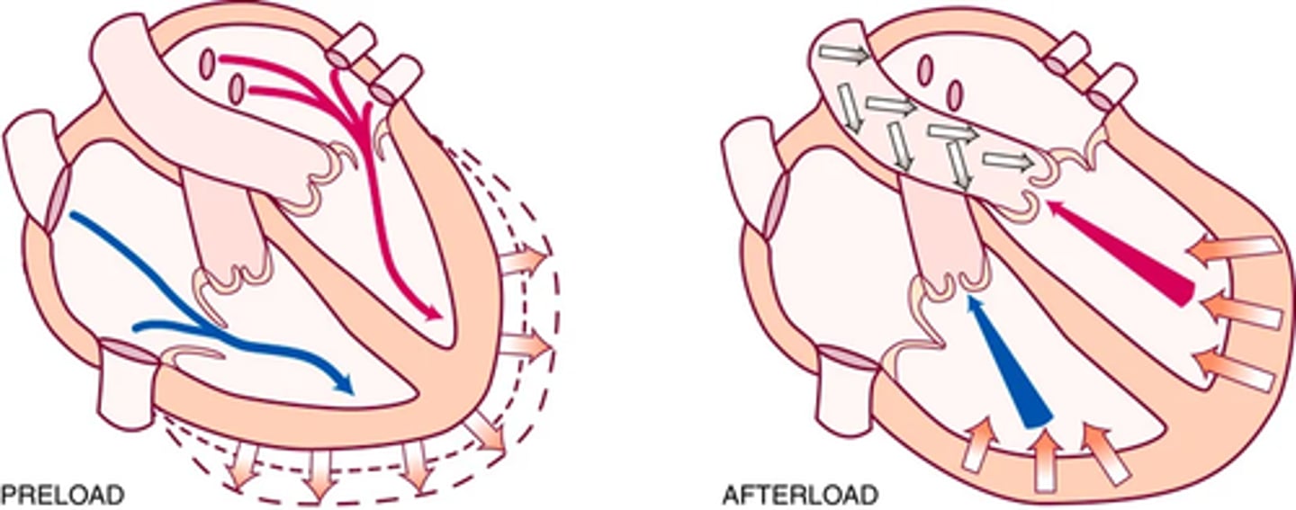 <p>Normal heart pumps 4-6L per minute throughout the body</p><p>Cardiac output = the volume of blood in each systole (called the stroke volume) times the number of beats per minute (heart rate). (SVxHR)</p><p>Pre-load volume -> the venous return that builds during diastole; the length to which the ventricular muscle is stretched at the end of diastole just before contraction</p><p>(volume of blood retuned to the ventricles -> bundles are stretched beyond their normal resting state to accommodate -> force of this stretch = pre load)</p><p>(THE STRONGER THE STRETCH THE STRONGER THE CONTRACTION WITH INCREASED STROKE VOLUME )</p><p>Afterload -> the opposing pressure the ventricles must generate to open the aortic valve against the higher aortic pressure</p><p>(ventricle must pump against the aortic pressure)</p><p>(Ventricular end diastolic pressure is 5-10mmHg where as the aorta is 70-80mmHg; ventricle muscles must tense (Isovolumetric contraction to build and overcome this pressure)</p>