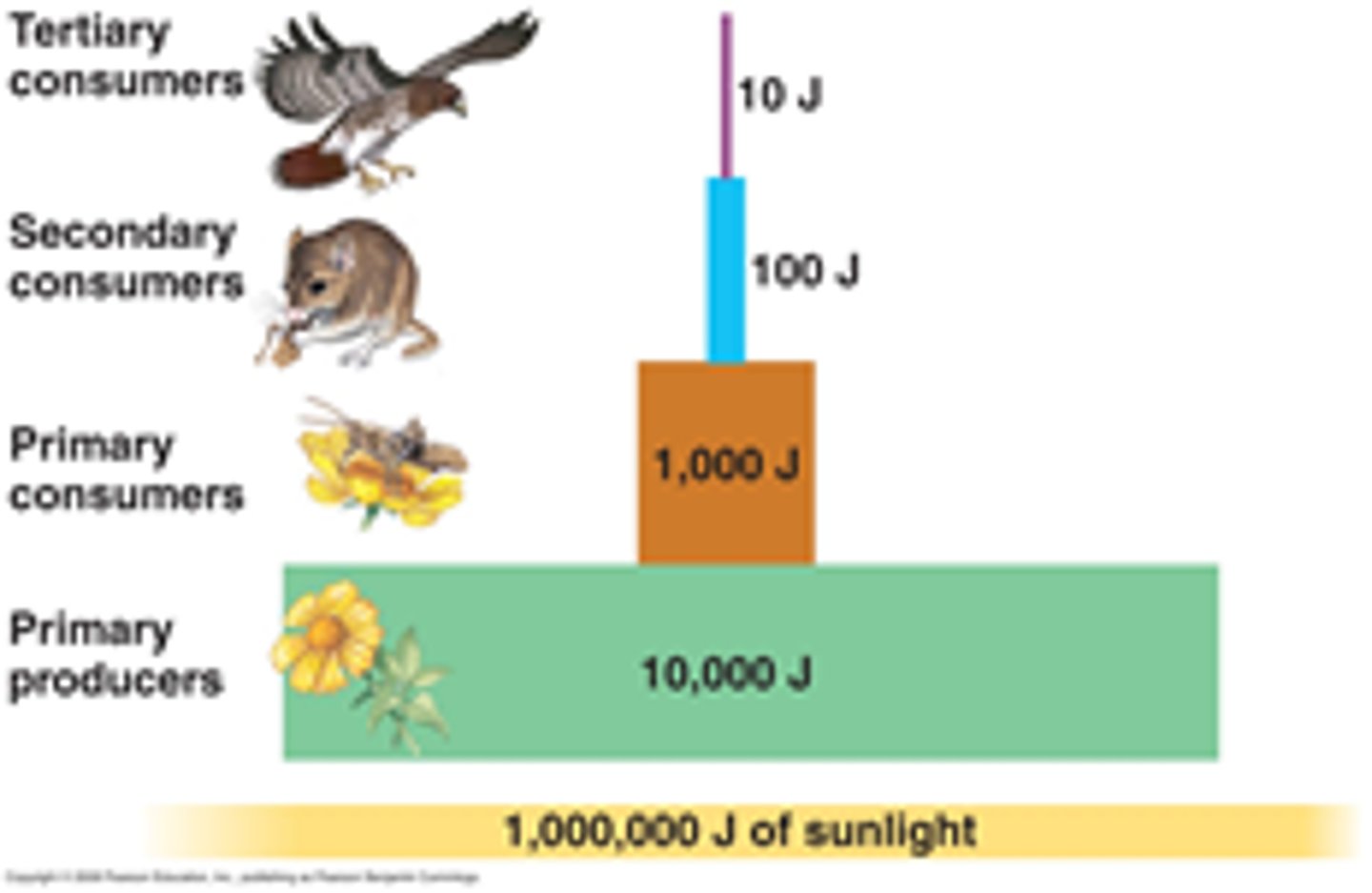 <p>a representation of the distribution of biomass, numbers, or energy among trophic levels</p>