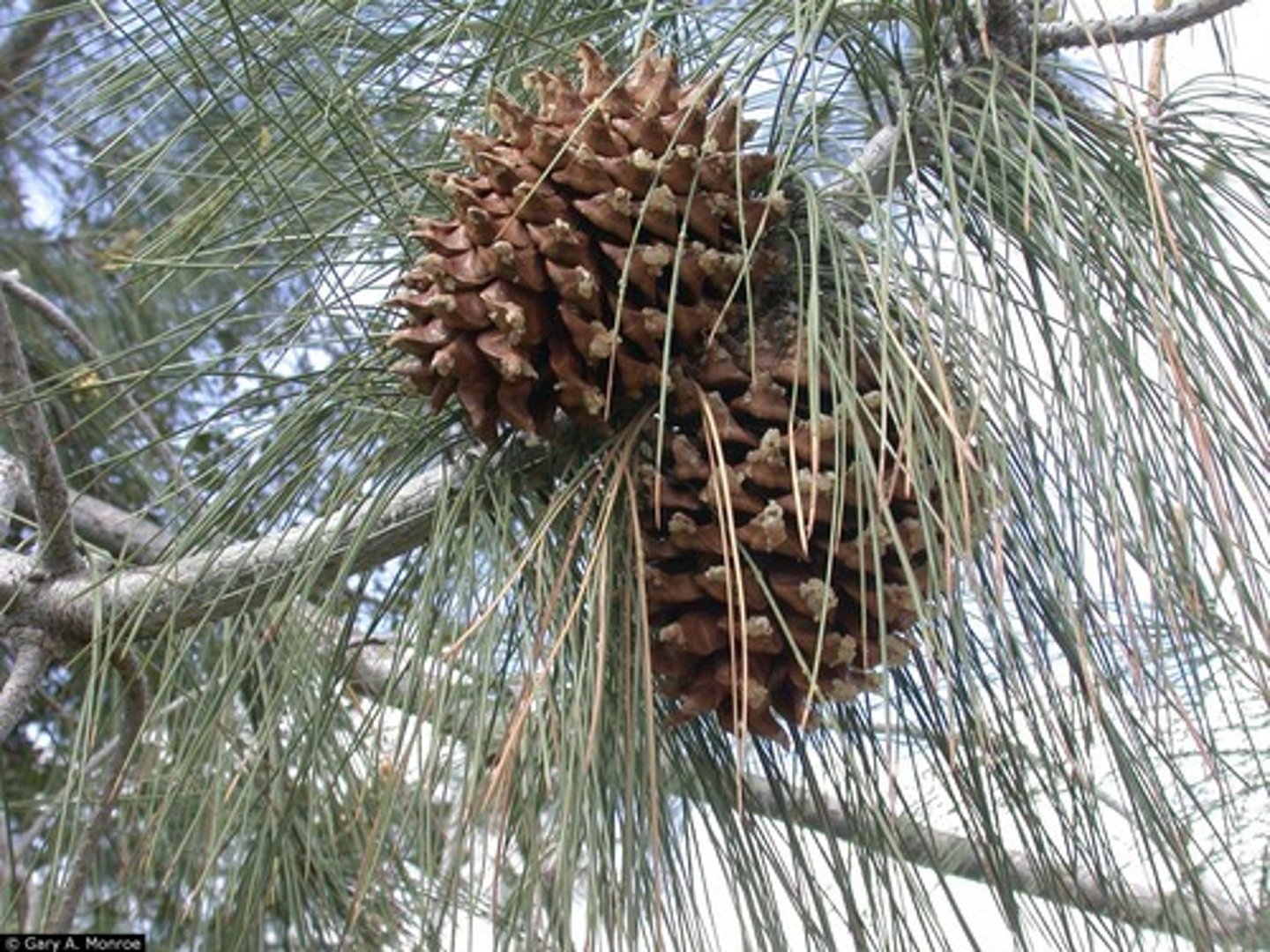 <p>Pinus sabiniana (Pinaceae)</p>
